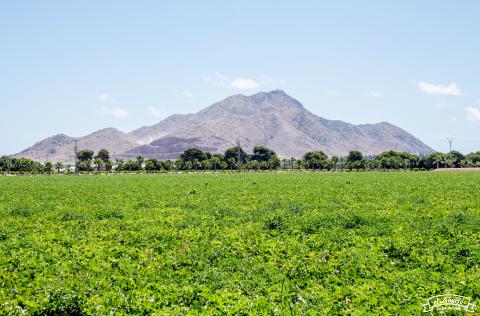 Procomel obtiene la primera certificación de Agricultura Sostenible de Rainforest Alliance en España