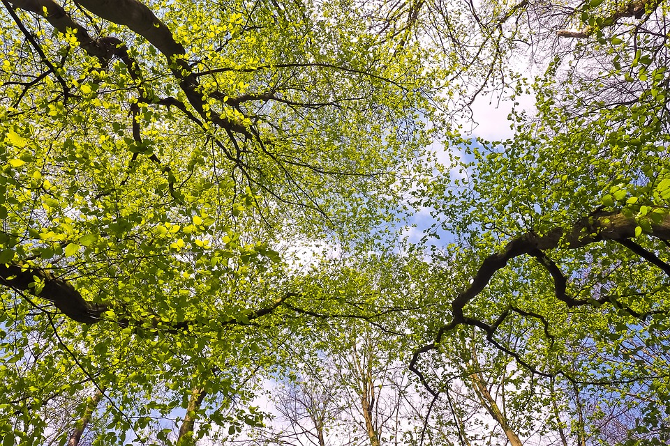 Sky canopy