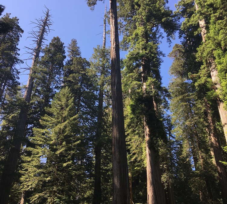 US forest 
