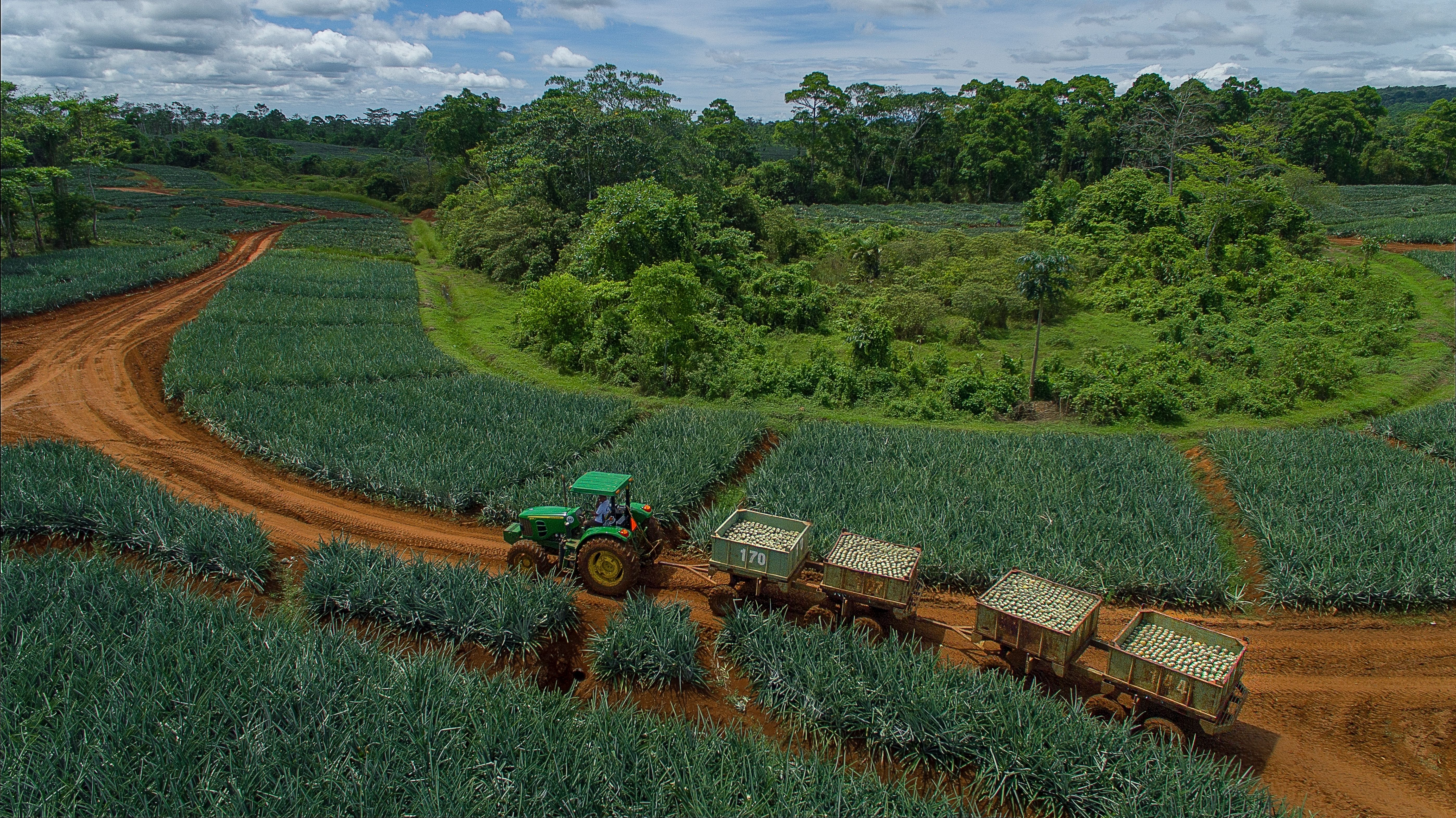 Upala Agrícola: How a pineapple farm thrives towards sustainable production  | Preferred by Nature | global