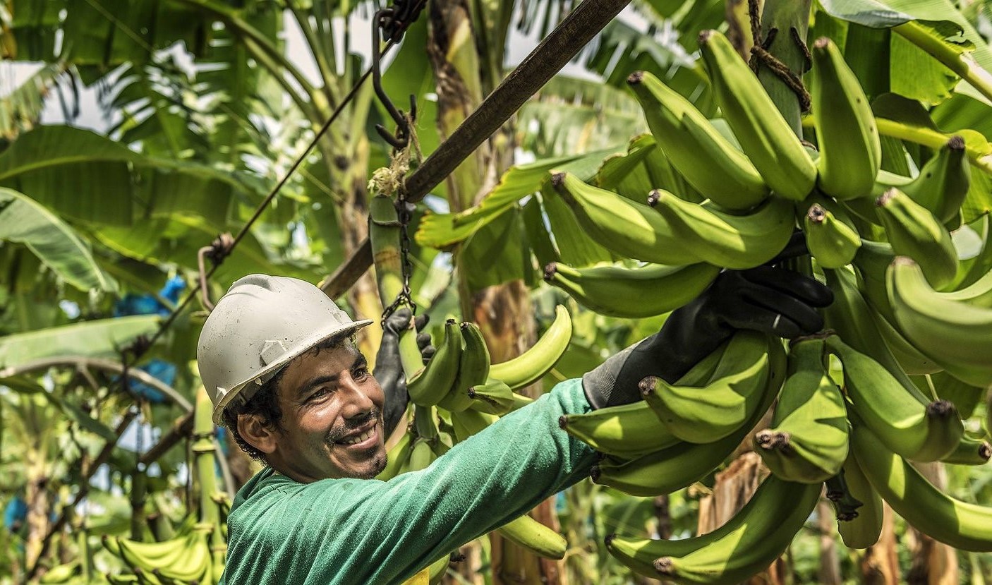 Bananes équitables - Marché des Fermes Lufa