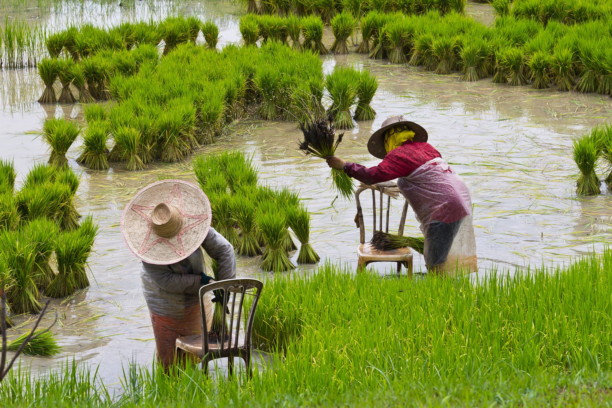 Rice field