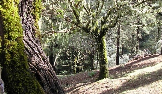 Cork oak forest