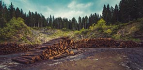 Logs and forest