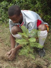 Man planting tree