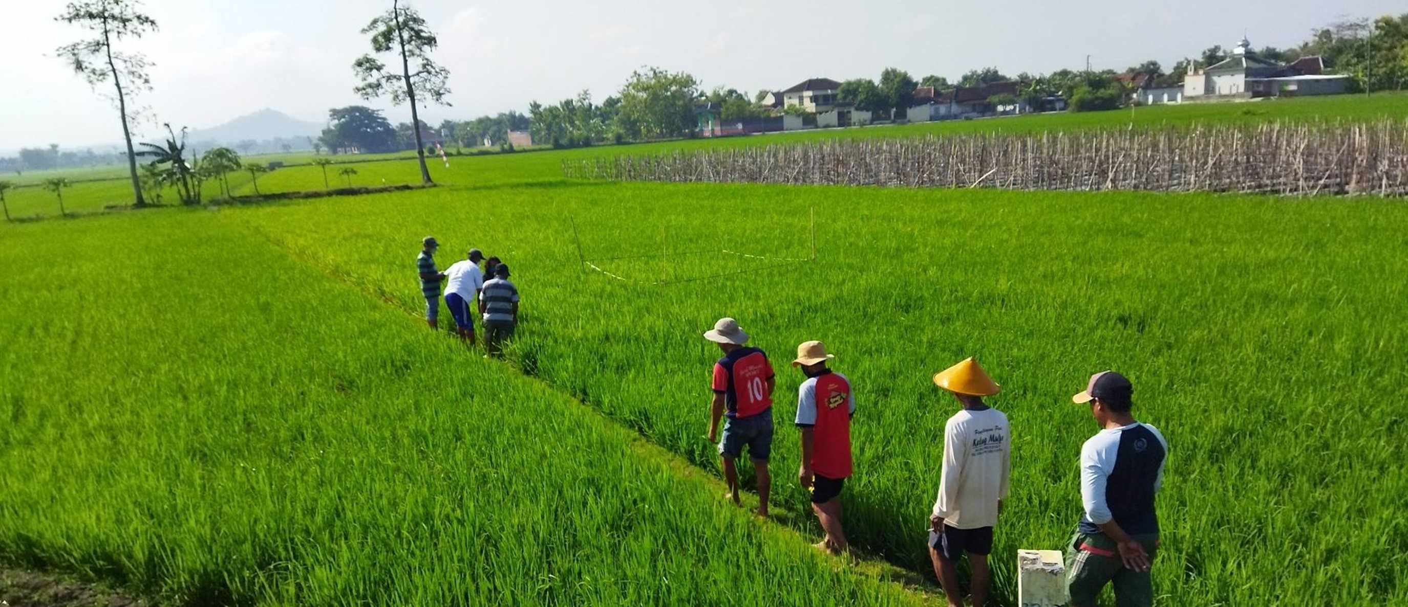 Low Carbon Rice: Reducing climate impact of rice production in Indonesia