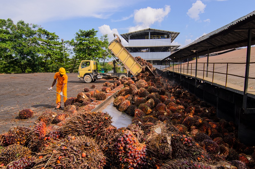 Palm oil