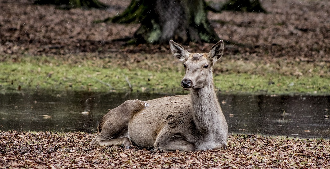 a-female-deer-Białowieża