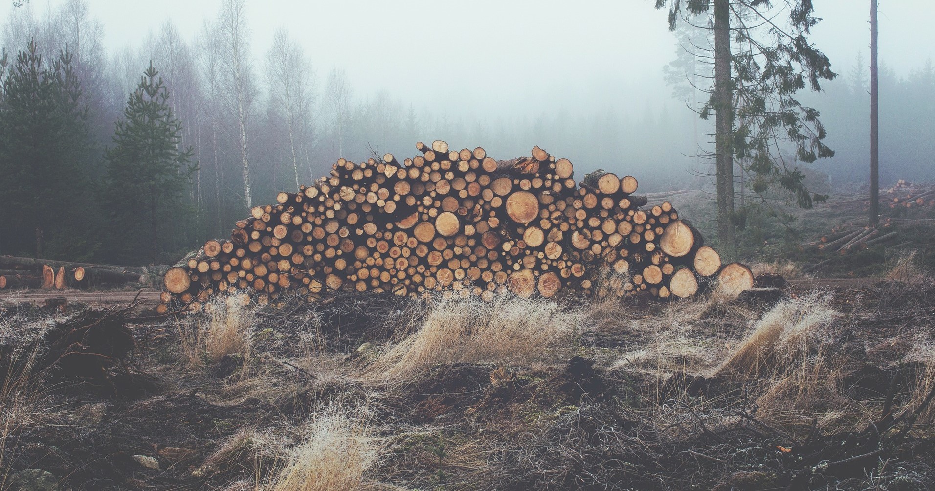 logging