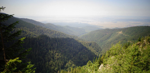 Romanian forest landscape