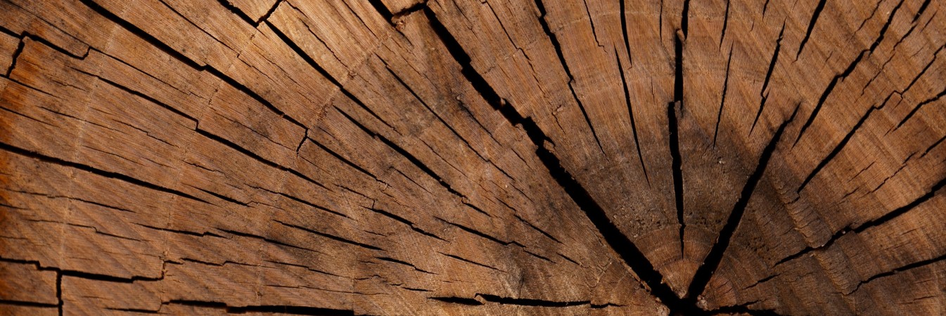 Closing the Gaps on Illegal Timber Trade