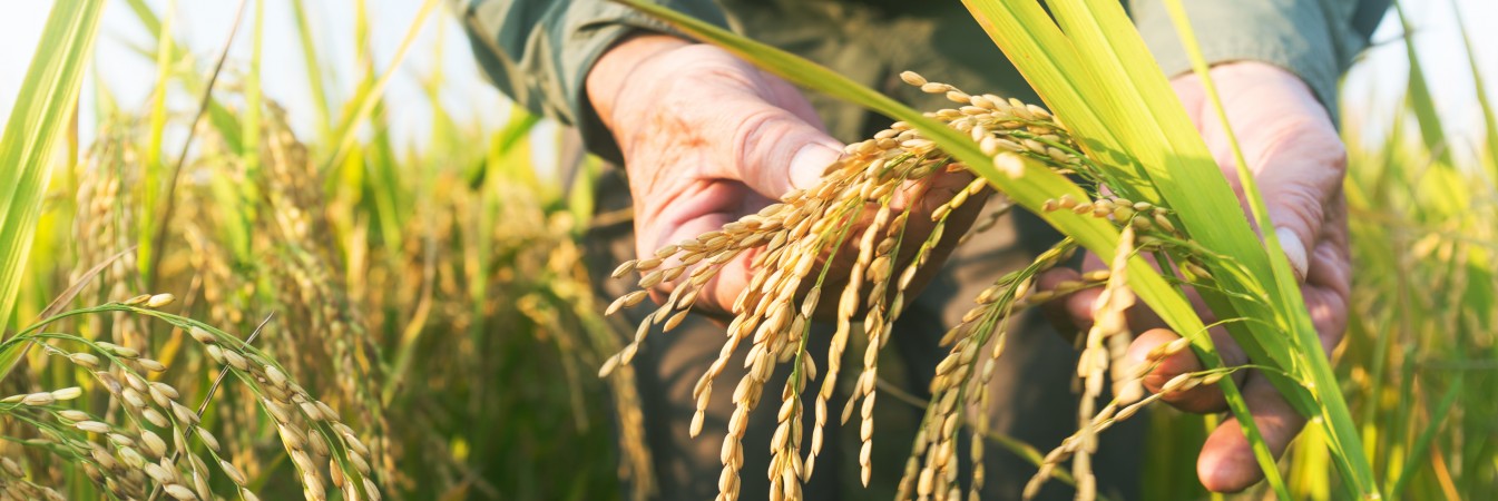[WEBINAR] Raising the bar – Sustainability in the global rice supply chain