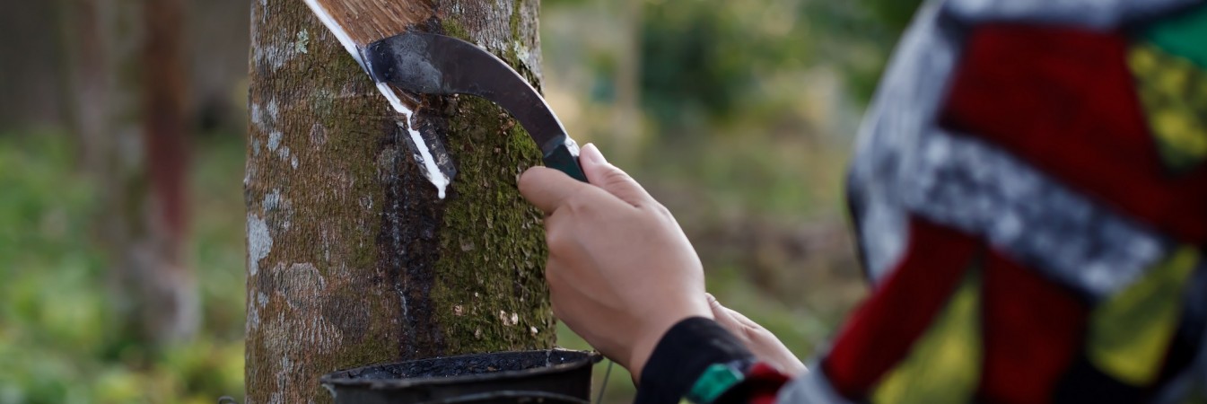 [Webinar] Navigating Sustainability Challenges of Natural Rubber Value Chains