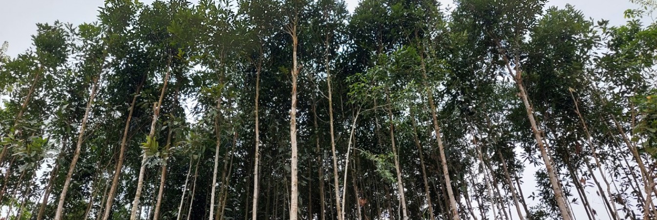Strengthening forest management practices in Vietnam for improved livelihoods and economic development
