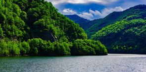Forest in Romania