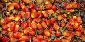 Sustainability Reporting for Palm Oil Companies 