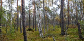 TV2 mener der svindles med biomassen fra Estland
