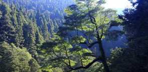 State-owned forest in Taiwan receives FSC™ forest management certification  