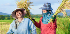 rice farmers