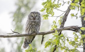 Ural owl 