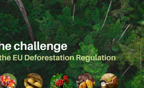 Join us in Berlin to prepare European businesses for a future with the EU Deforestation Regulation