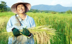 Indonesia rice farmer