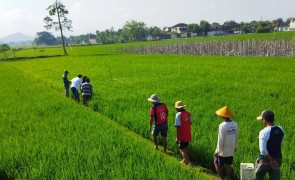 Low Carbon Rice: Reducing climate impact of rice production in Indonesia