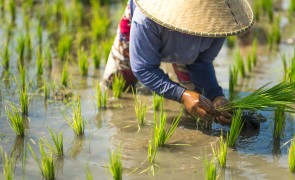 Empowering Indonesian rice farmers with sustainable practices for better livelihoods
