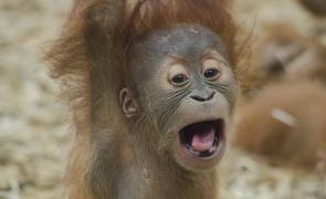 baby-orangutan