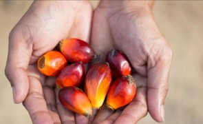 Palm oil 