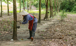 New open-source framework enhances rubber traceability for sustainable supply chains